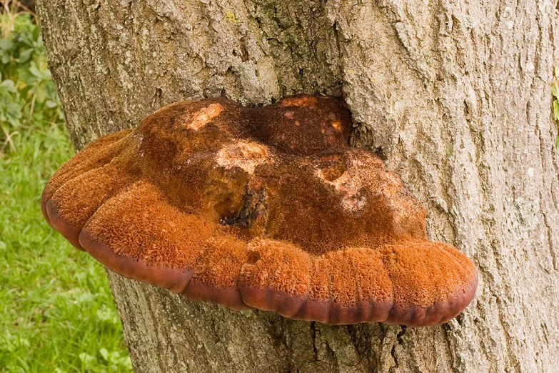 a fungus is growing on the bark of a tree