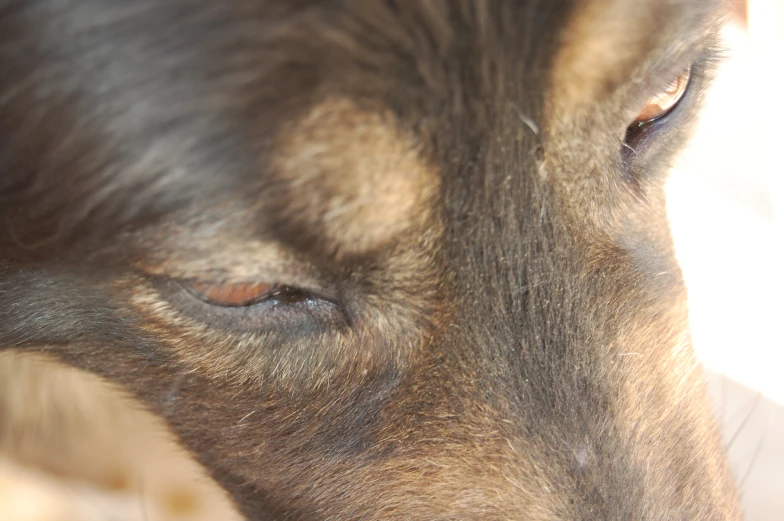 a close up of the brown head of an animal