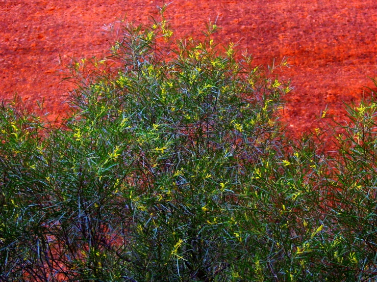 a group of trees with no leaves in front of a red background