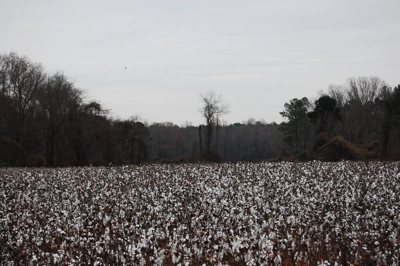 trees are behind the field full of tall, thin cotton plants