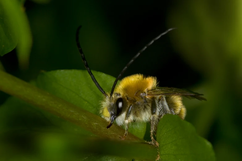 a yellow and black bee sitting on top of a leaf