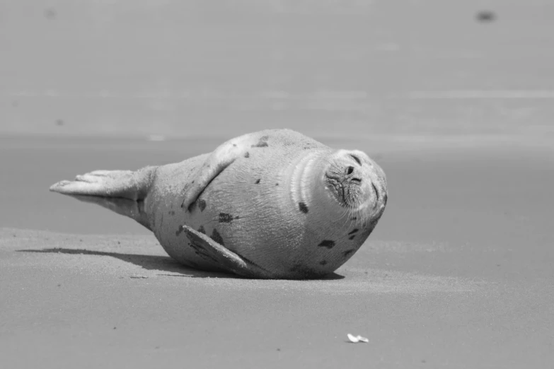 an animal that is laying down on a beach