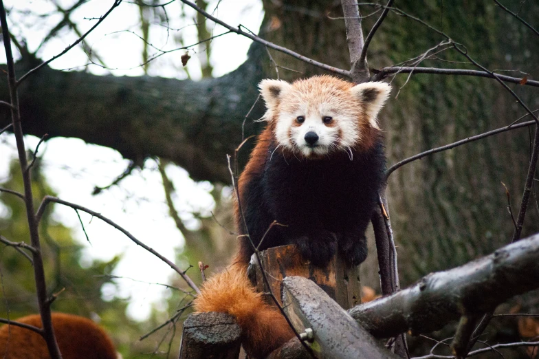 a red panda sits on a tree limb in the forest