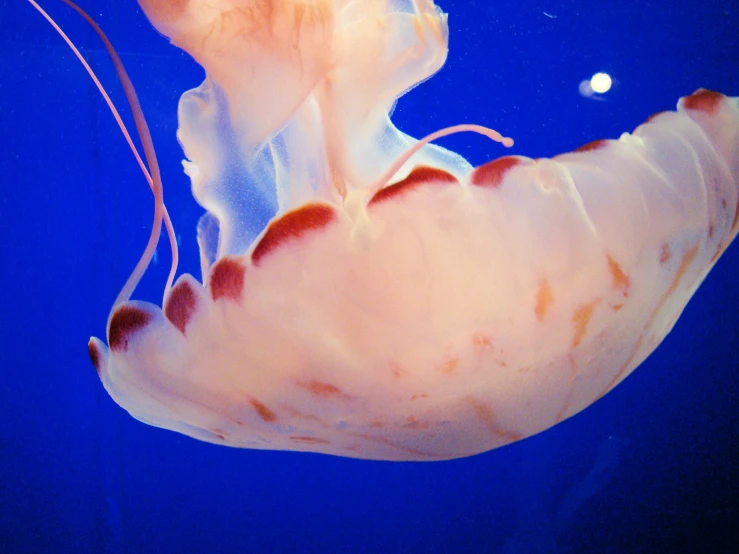 a closeup po of a jellyfish floating