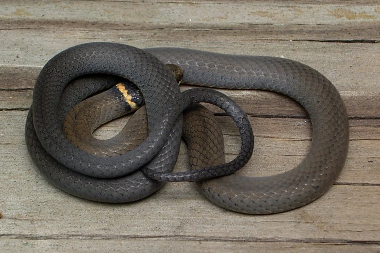 a brown snake on the side of a wood plank