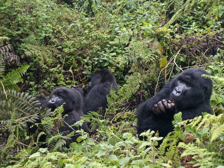 two black chimpankins in the bushes looking back