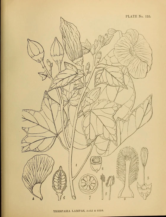 a picture from the catalogue of flowers of the new zealand in flowers