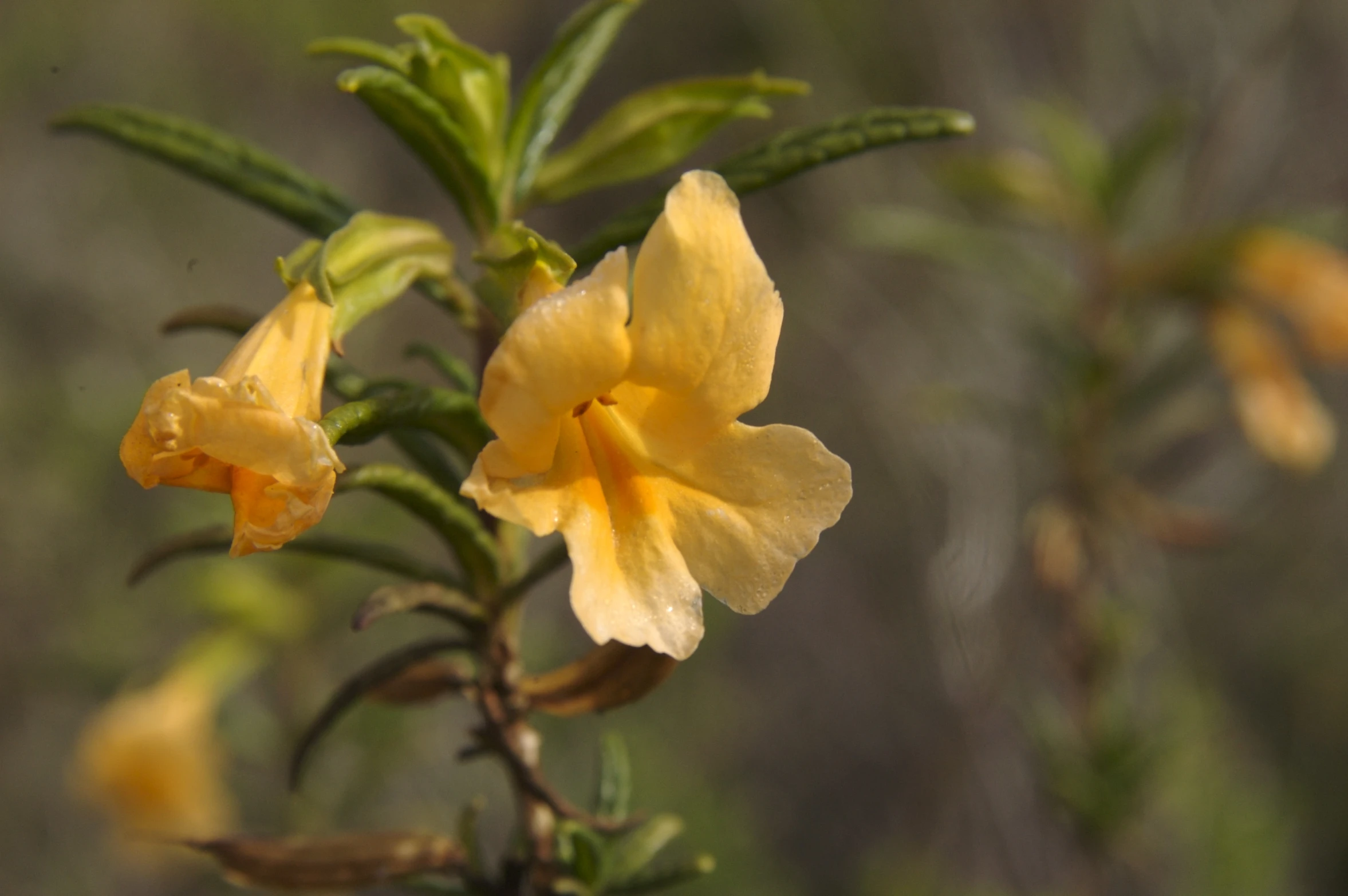 small yellow flower with small green leaves