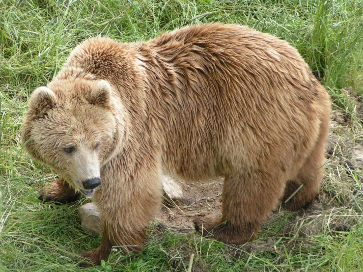 a large brown bear is walking through the grass