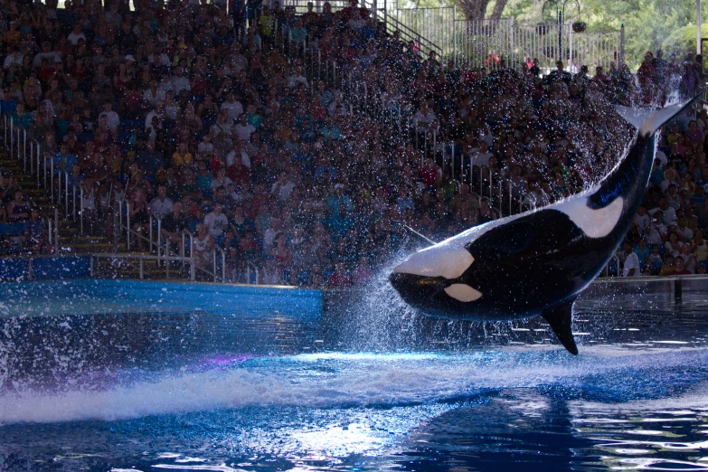 an orca jumping out of the water in front of an audience