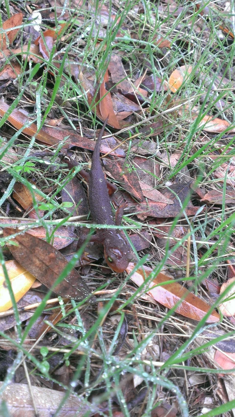 a small lizard in a field of grass and leaves