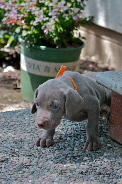 a gray puppy stands next to a flower box