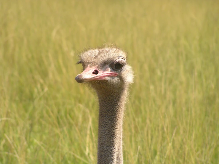 an ostrich standing in tall grass looking to its left