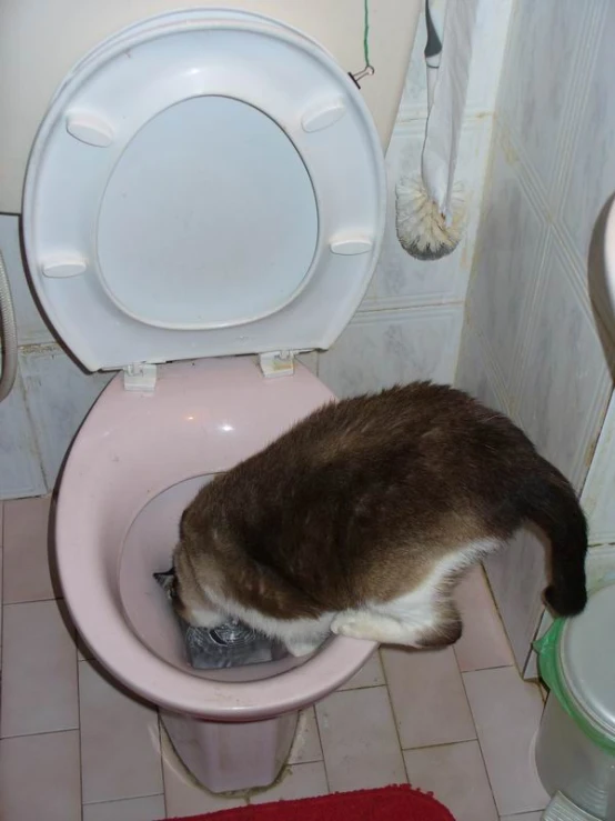 the cat is drinking out of the toilet