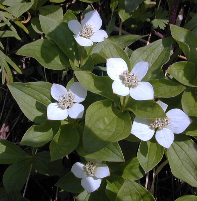 a white and green flower grows in the wilderness