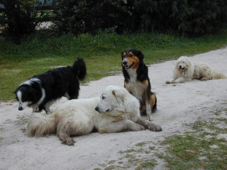 a group of dogs that are sitting on some dirt