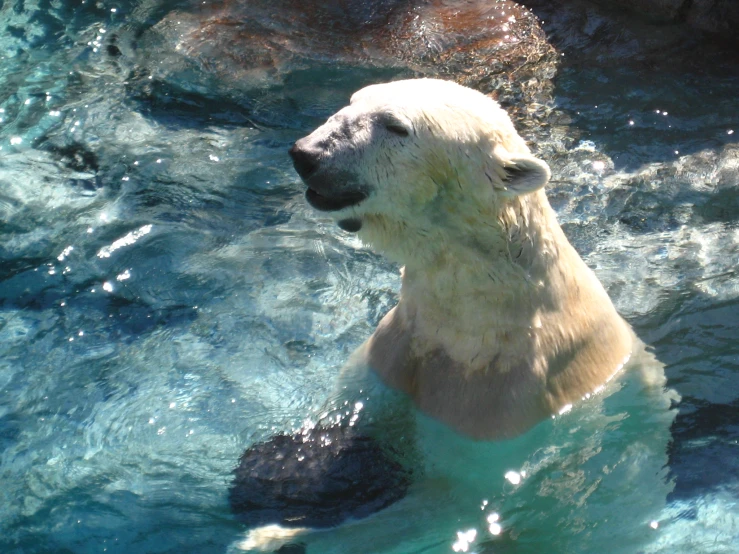 a white polar bear standing in water near a rock