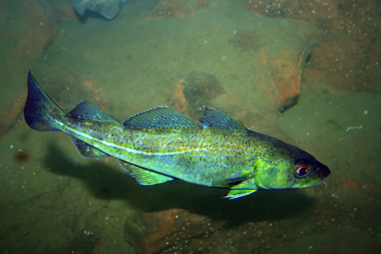 an orange and black fish in an ocean