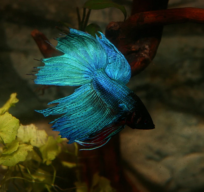 a blue fish with blue scales and white tips near a bush