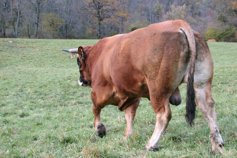 a brown cow with long horns standing in a grassy field