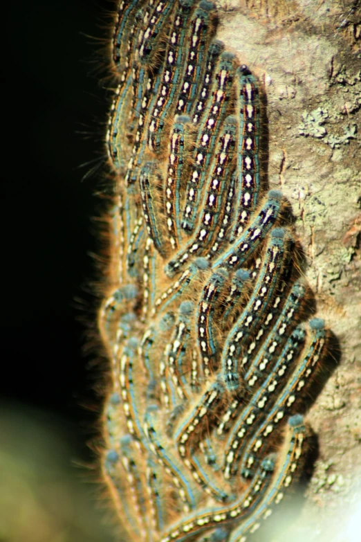 several caterpillars on the side of a tree trunk