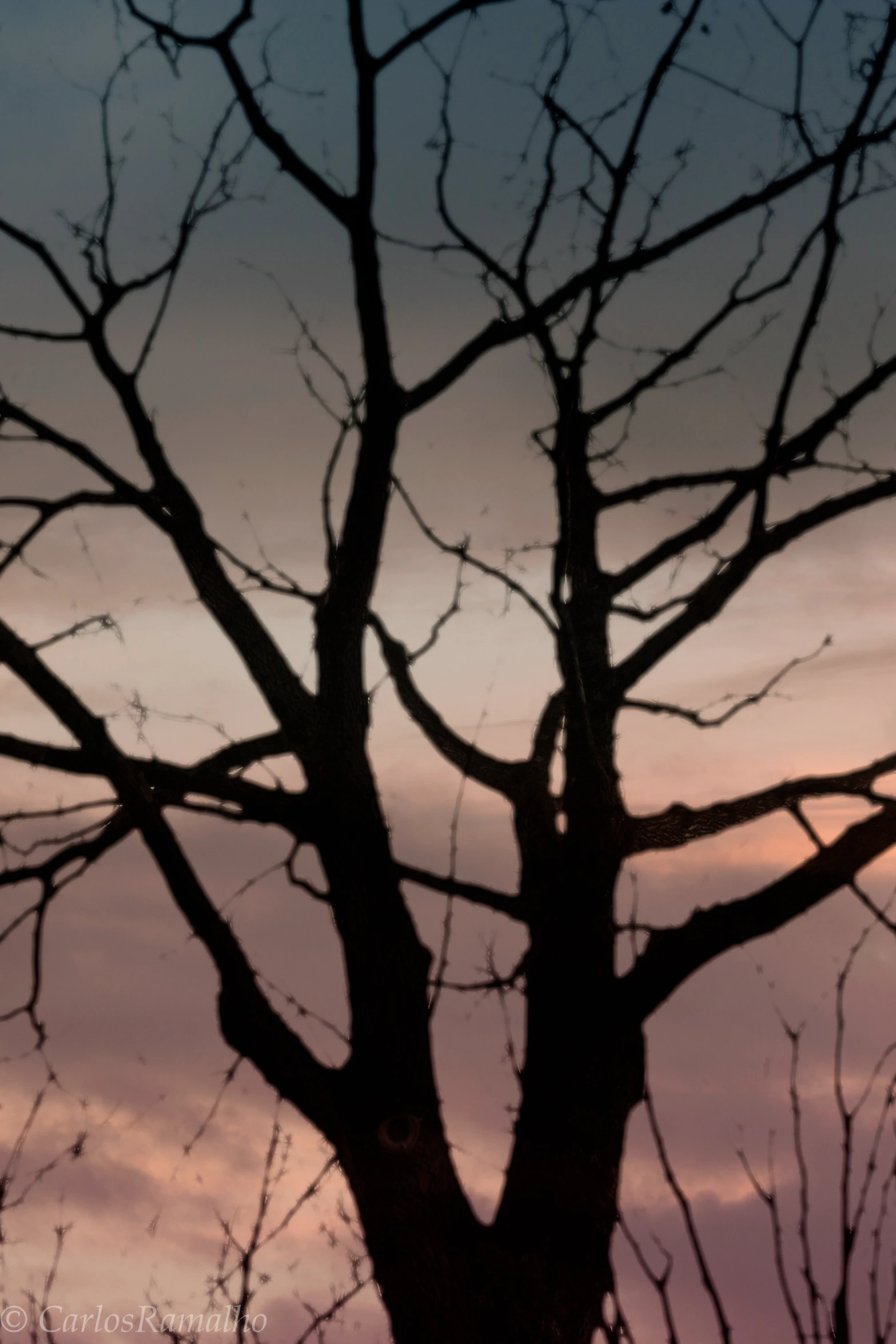 a silhouette of a tree in the evening