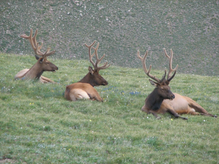 two deer laying down in the grass on a mountain