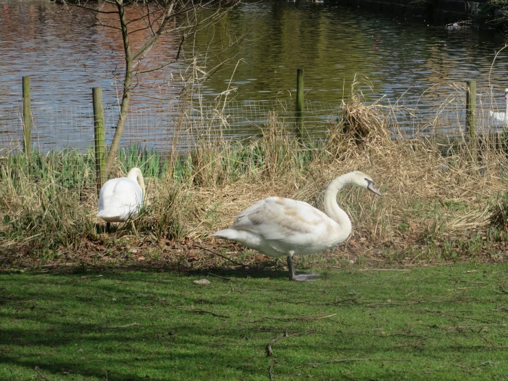 three swans standing near a pond on a grassy hill