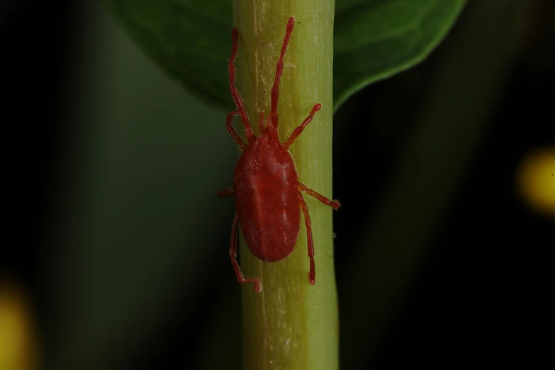 a very small red bug is sitting on a leaf