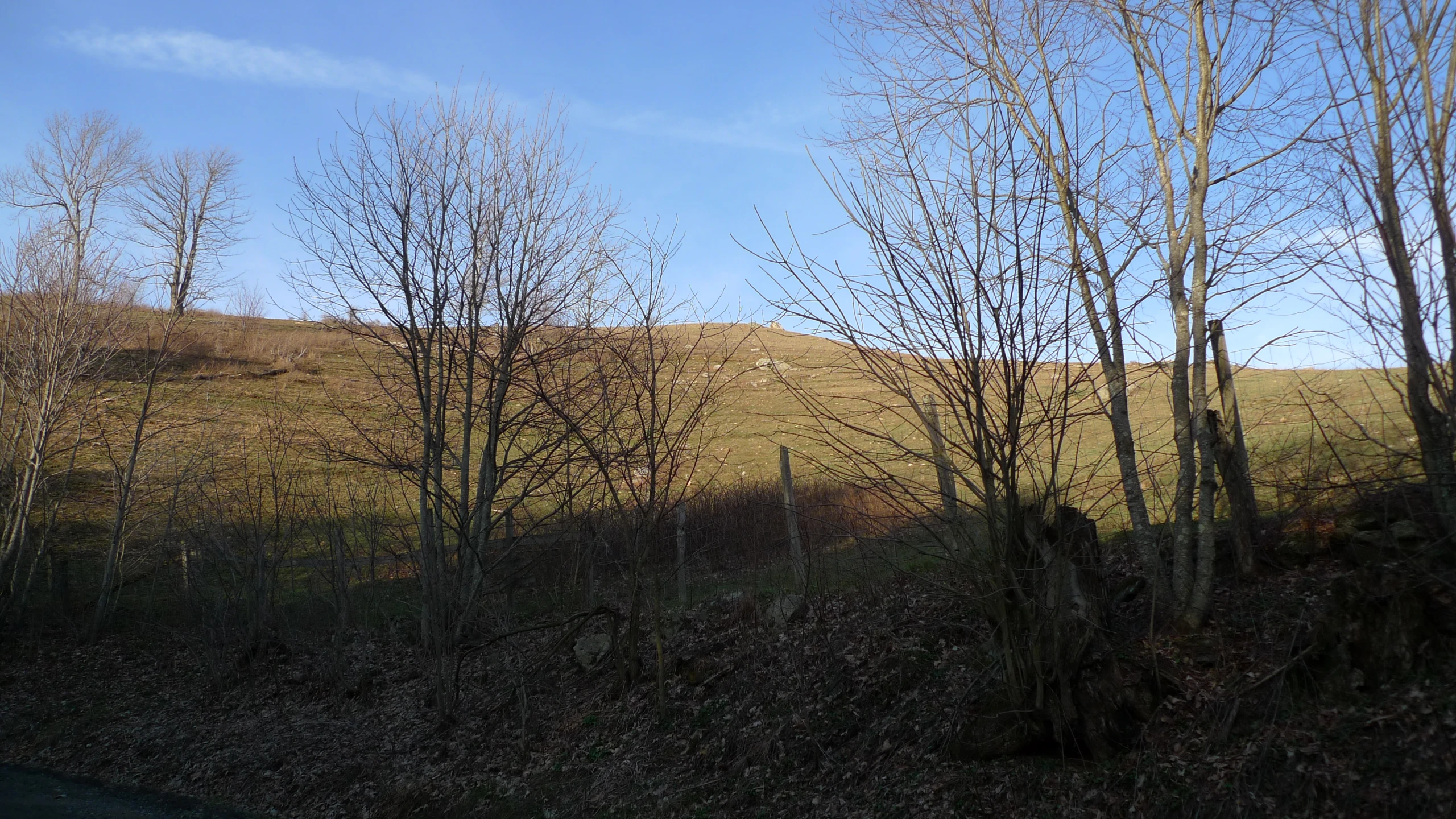 a very pretty field by the woods under a blue sky