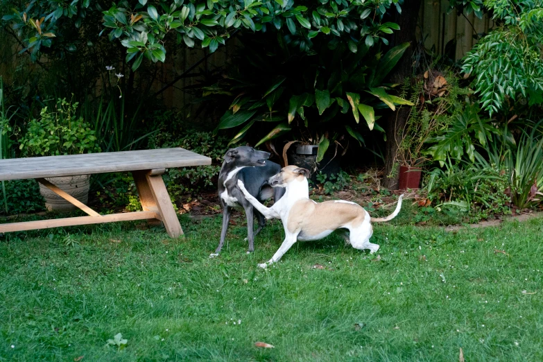 two dogs playing with each other in a yard