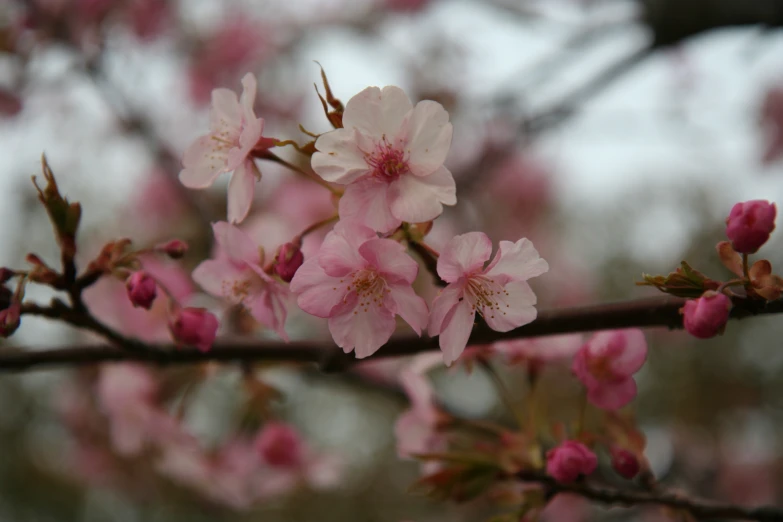 pink cherry blossom blooming on a tree nch