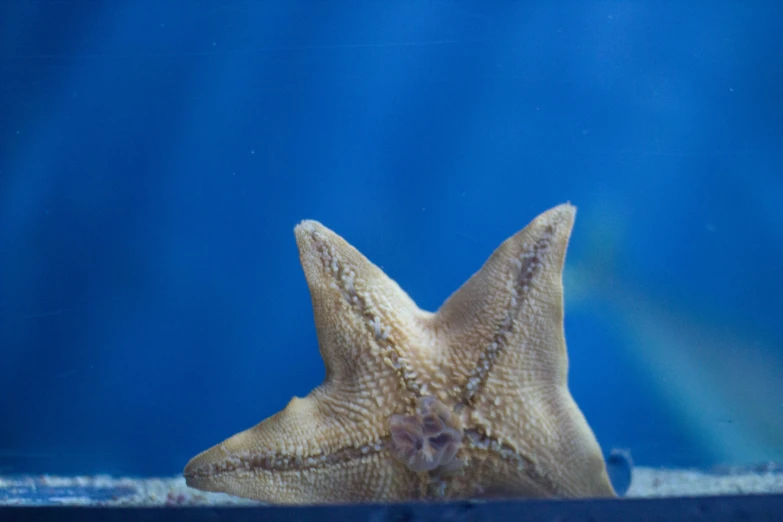 a starfish swimming through a blue aquarium