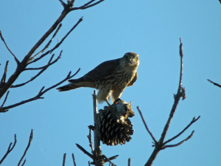 a bird on top of a pine cone