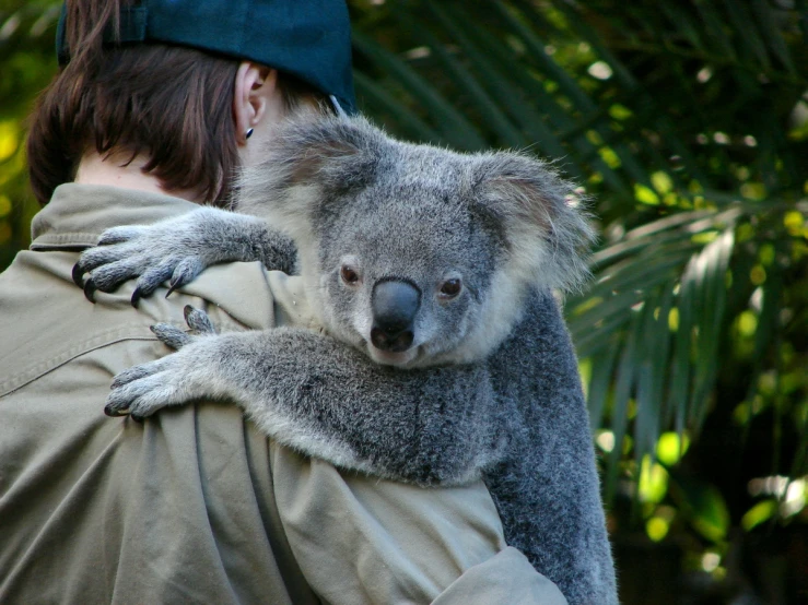 a girl hugging and cuddling with a koala