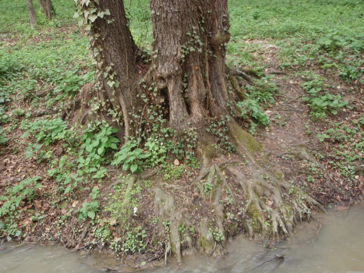 a tree that is growing out of the ground