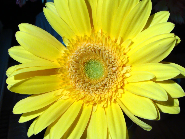 a close up of a bright yellow flower with leaves