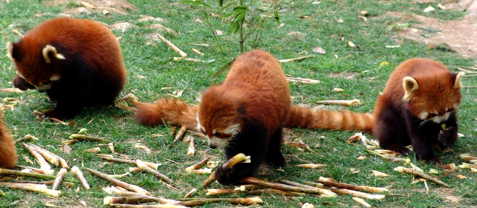 the three red pandas are all playing in the grass