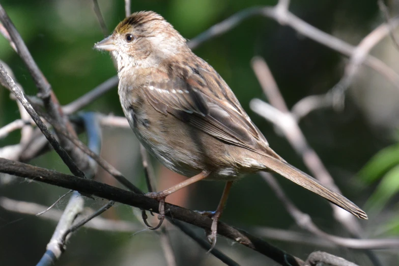 a bird is perched on a nch near trees