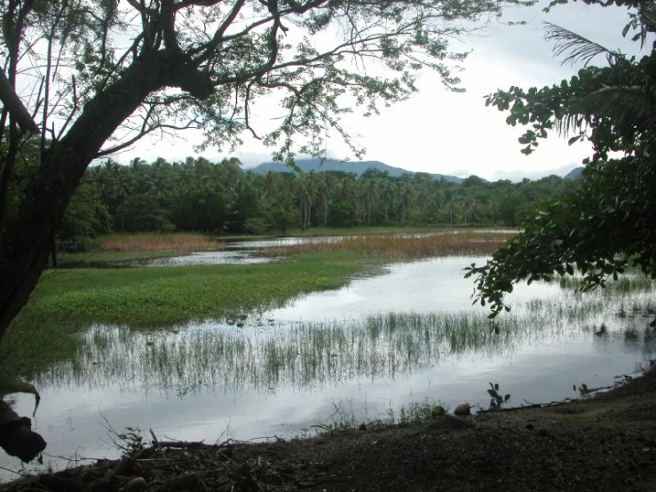 a lake in the middle of some grass and trees