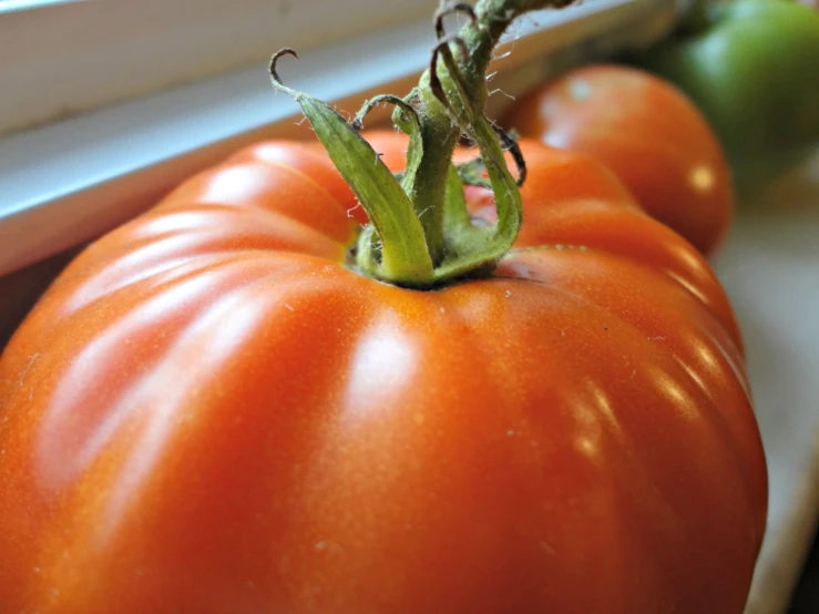 four tomatoes laying next to each other in a row