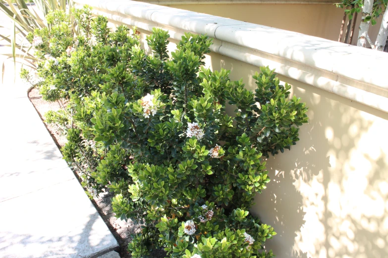 a bush with green foliage sitting by a cement fence