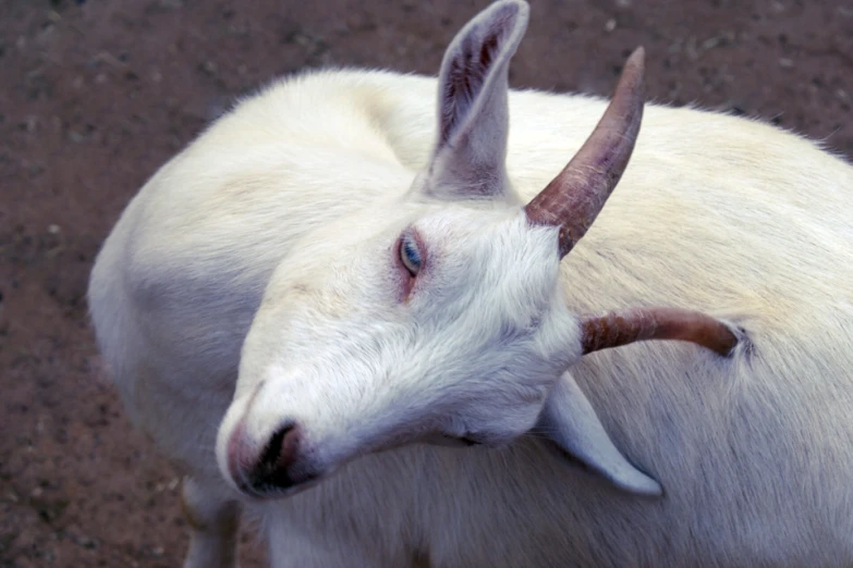 the head and face of a goat with a lot of hair