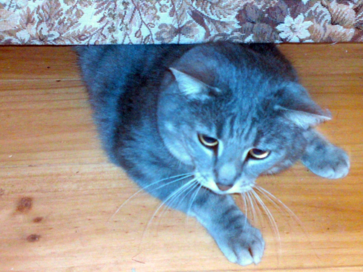 a blue cat lying on the floor under a couch