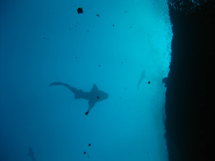 a po taken in the ocean with some animals swimming about