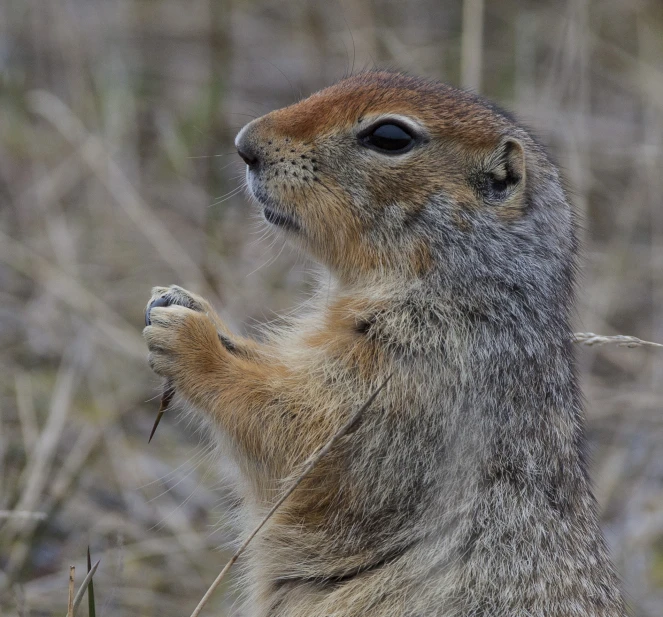 a squirrel is looking to the left in the wild