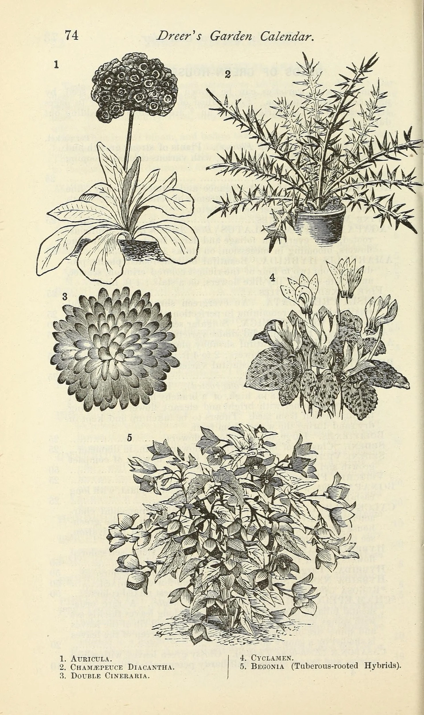 an old book with many different types of flowers