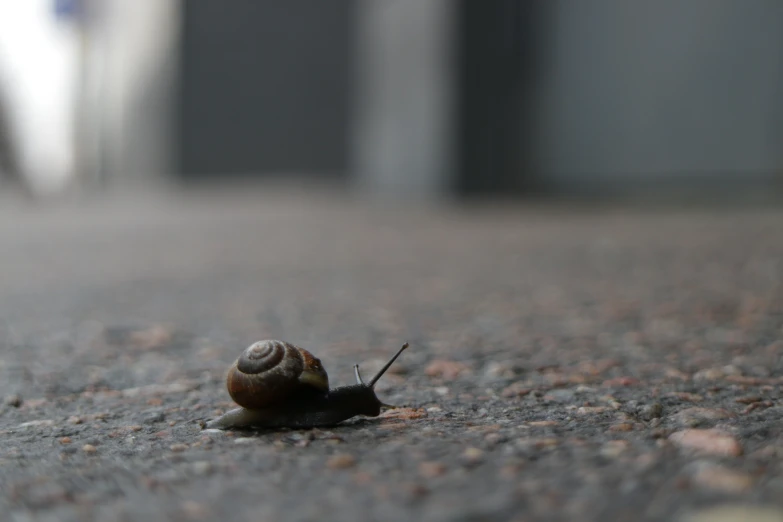 a snail is walking on the ground with its eyes closed