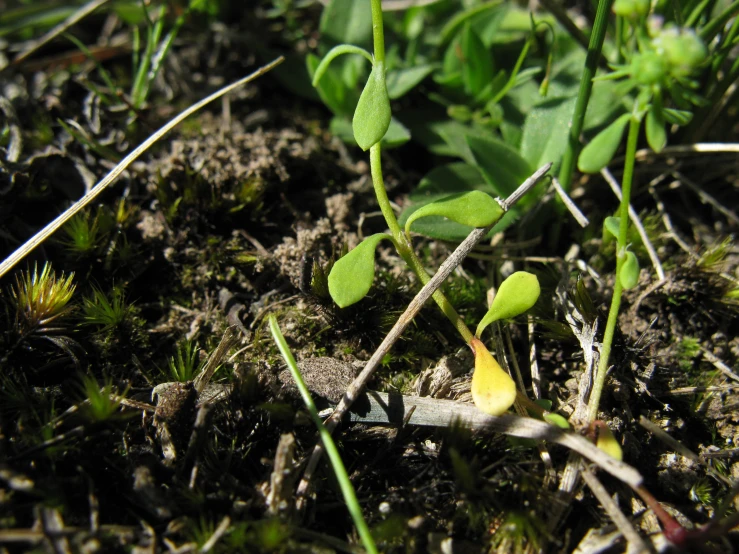 the young plant is sprouts out of the dirt