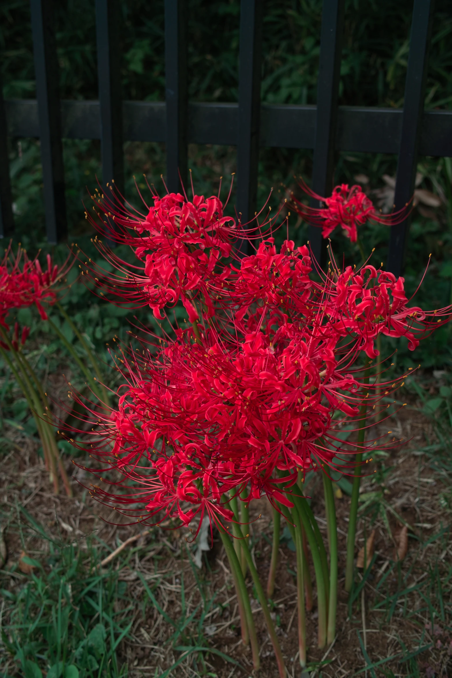 a close up of a very pretty red plant